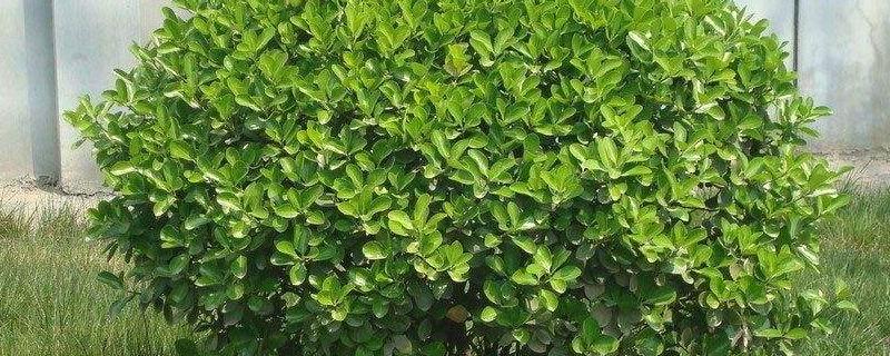 冬青是常绿还是落叶，冬青开花吗 冬青是常绿还是落叶,冬青开花吗为什么