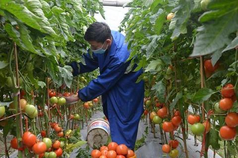 大棚西红柿的种植方法和管理技术	