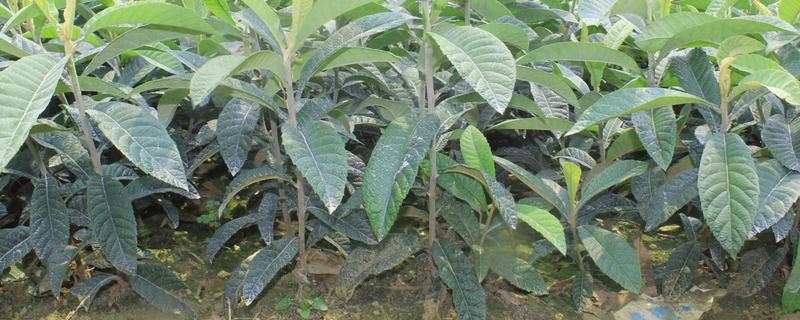 枇杷苗什么时候种,枇杷苗几年能结果