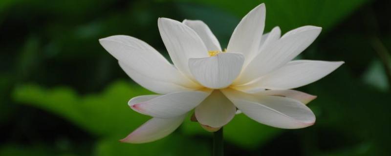 怎样种荷花，有哪些品种（荷花怎么样种）