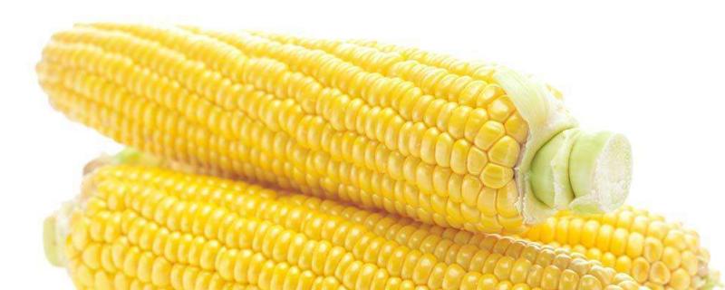 明天636玉米种简介,适合哪里种植,产量如何