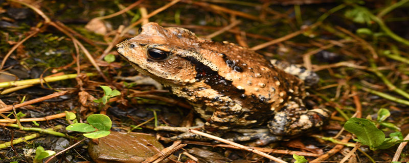 蟾蜍养殖技术（蟾蜍养殖技术视频教程）