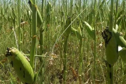 吉农大935玉米种简介,适合哪里种植,产量如何