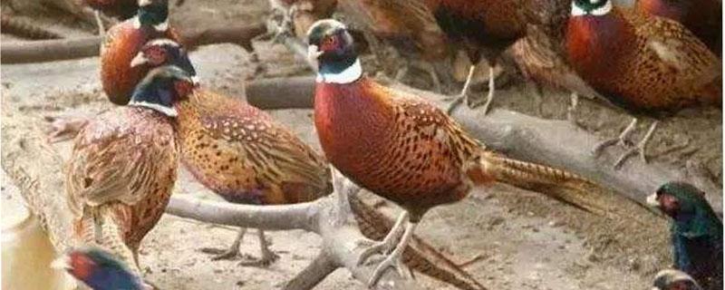 野鸡雏鸡怎么饲养 野鸡雏鸡怎么饲养视频