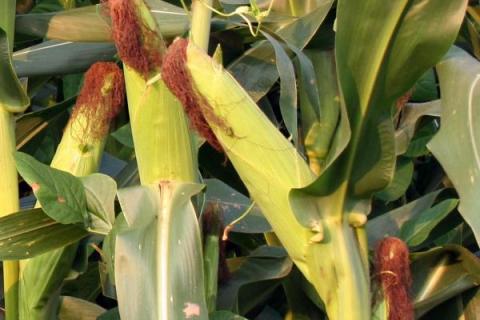 正成018玉米品种介绍