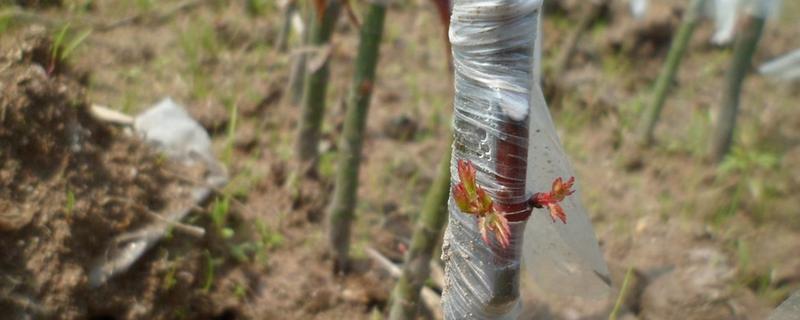 红枫嫁接时间和方法,红枫有几个品种