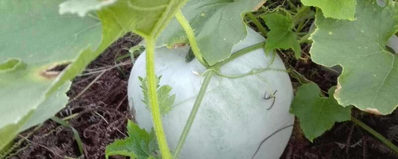 露地冬瓜种植时间及技术要点 露地冬瓜的种植技术