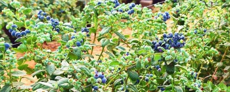 蓝莓树有多高,种几年可以结果