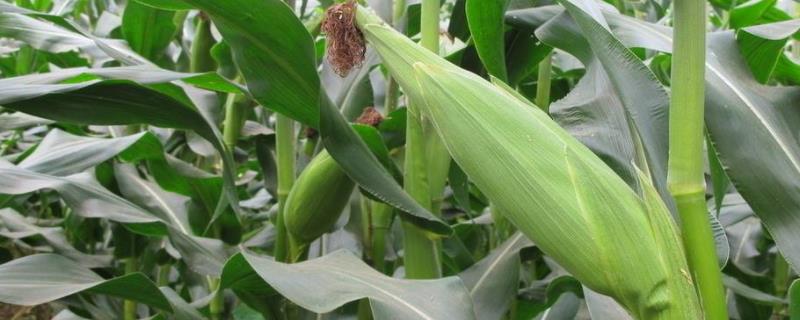 来玉1905玉米品种(来玉1905玉米品种审定公告)