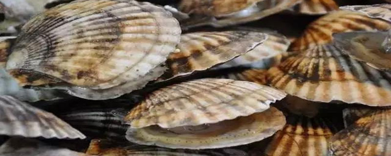 扇贝蒸几分钟 生蚝蒸几分钟最佳时间