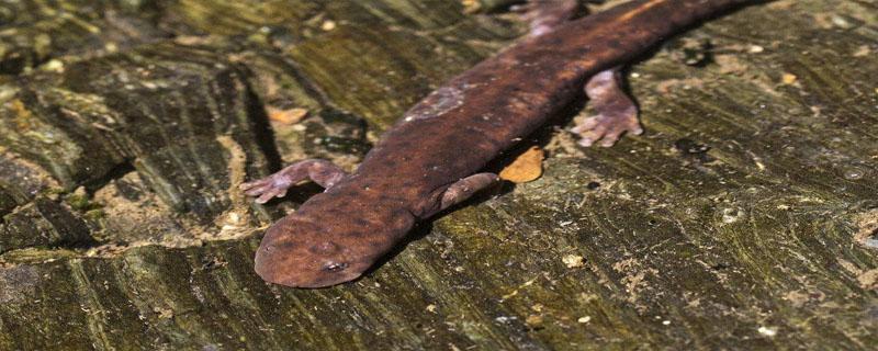 娃娃鱼多久喂食一次(娃娃鱼一天喂几次)