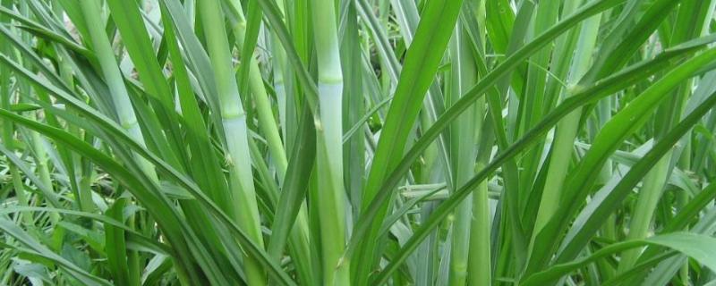 畜牧草种植，附种类介绍