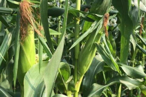 润民2109玉米种子特征特性,附简介