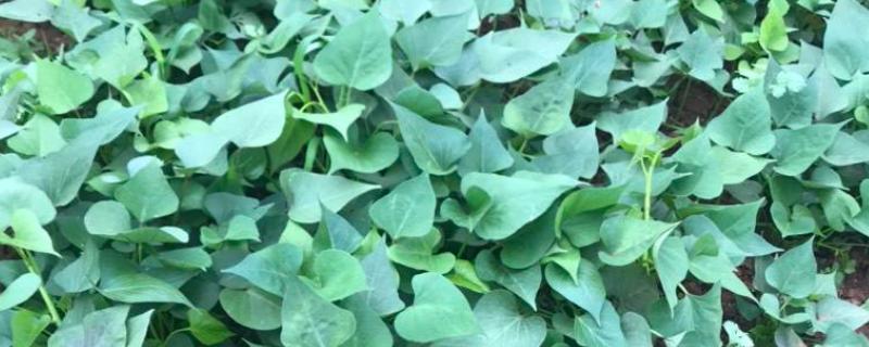 红薯苗的培育方法与技术 怎样培育红薯苗及方法