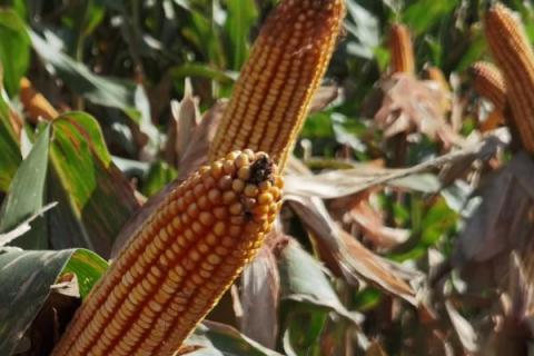 东单6531玉米种简介,适合哪里种植,产量如何