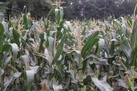 极峰30玉米种简介，适合哪里种植，产量如何