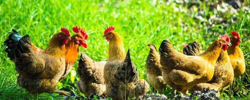 2020年和2021蛋鸡养殖行情如何 2021年养蛋鸡行业与市场分析