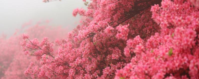 映山红怎么样养才好,在什么季节开花