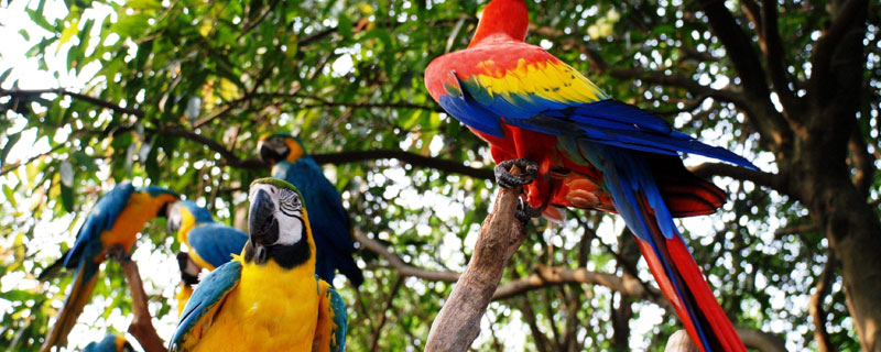 鹦鹉温度多少度合适(鹦鹉最适合的温度)