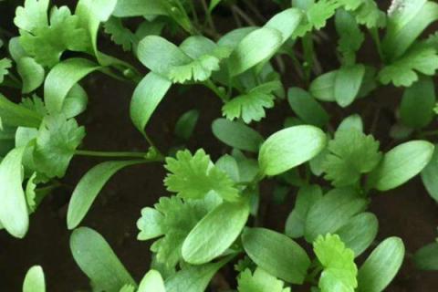 适合阳台种的菜种有哪些