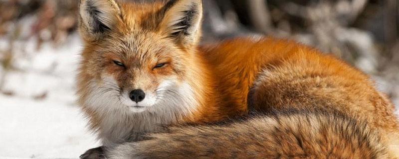 狐狸拉稀怎么办 小狐狸拉稀什么原因