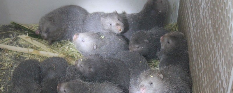 竹鼠不吃东西怎么办 竹鼠吃不吃肉