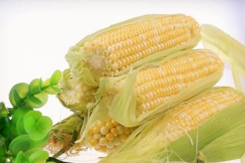 明天636玉米种简介,适合哪里种植,产量如何