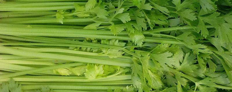 芹菜的品种有哪些 最好的芹菜品种是什么?