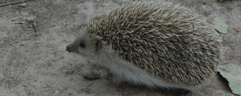 刺猬喜欢吃什么东西啊（刺猬喜欢吃什么东西百度）