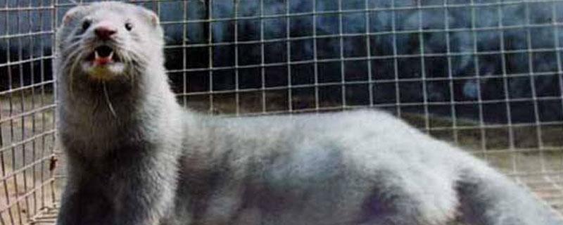 水貂生活在哪里（水貂生活在水里吗）