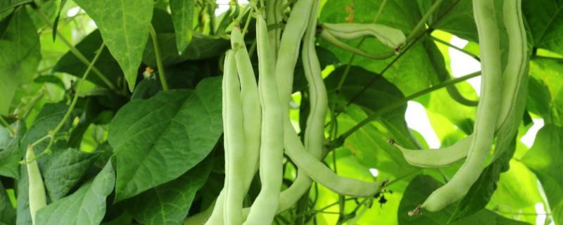 四季豆和豆角的区别,豆角是什么季节的蔬菜