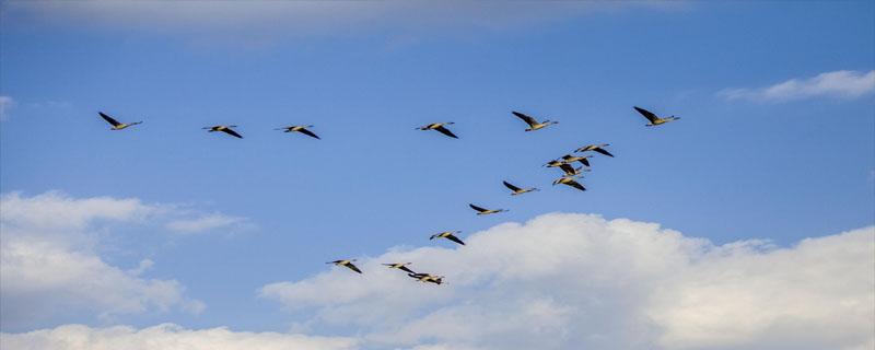 大雁在空中飞行像什么（大雁在空中飞行的样子）