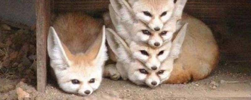 狐狸怕热吗（狐狸怕冷嘛）