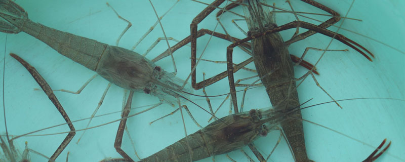 河虾的寿命多长时间