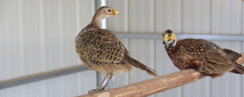 野鸡为什么吃自己的屎（野鸡的屎是什么样子）