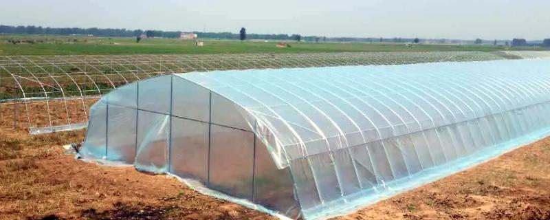 大棚育苗注意事项,大棚育苗用什么加温