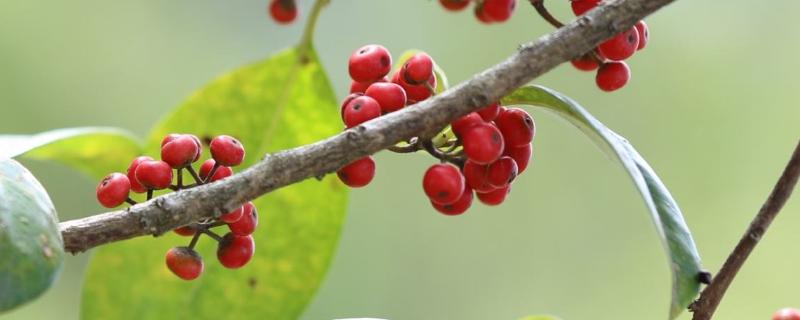 冬青有什么寓意，花语是什么 冬青的花语和寓意