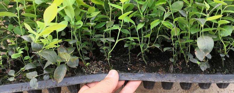 蓝莓扦插繁殖技术,什么时候适合扦插