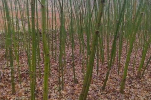 红枫嫁接时间和方法,红枫有几个品种