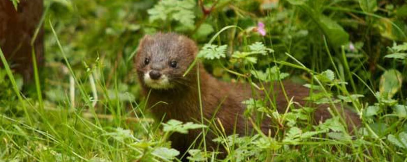 水貂的饲养方法(宠物水貂怎么养)