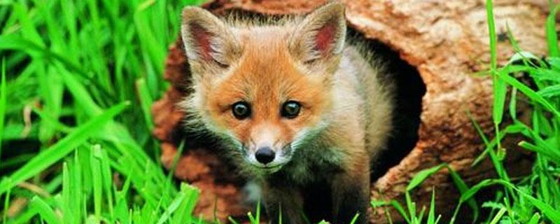 狐狸会游泳吗 狐狸会游泳吗?