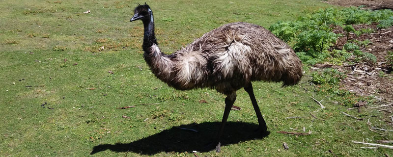 鸸鹋日常管理方法与注意事项 管理应注意什么