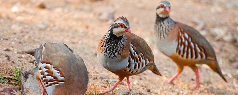 鹧鸪不吃东西怎么办（小鹧鸪不吃饲料怎么办）