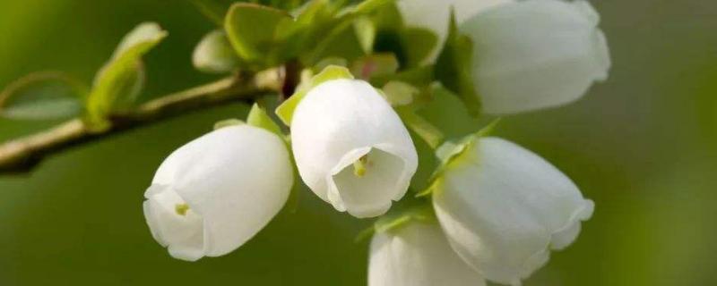 蓝莓会开花吗,蓝莓如何采摘 蓝莓开花能结果吗