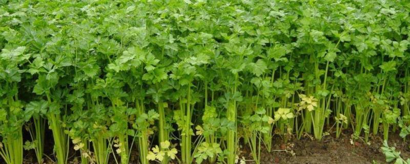 腊月适合种什么农作物（正月适合种什么农作物）