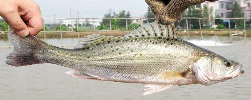 鲈鱼怎么杀 鲈鱼怎么处理怎么吃