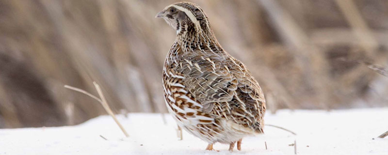 鹌鹑会飞吗 白沙维鹌鹑会飞吗