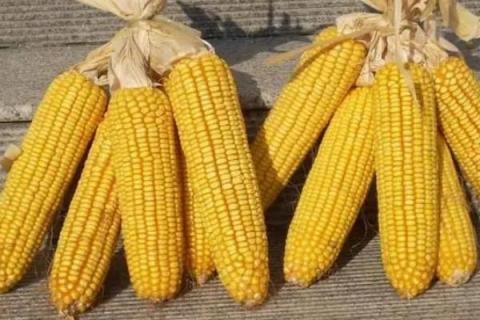 金北209玉米种简介，适合哪里种植，产量如何