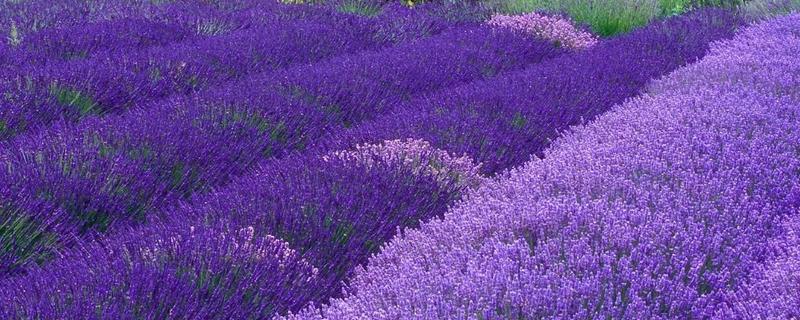 薰衣草品种，薰衣草适合什么土壤 薰衣草品种,薰衣草适合什么土壤种植