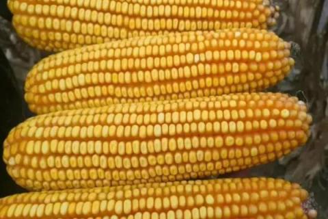 隆平206玉米种简介,适合哪里种植,产量如何